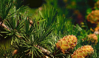 裸子植物有哪些纲（裸子植物的一般特征有哪些?裸子植物有哪几个纲?）