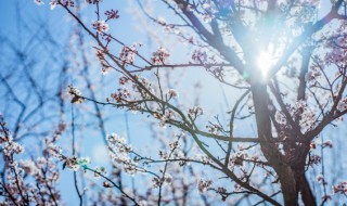 像梅花一样的人有哪些品格(像梅花一样的人有哪些品格特点)