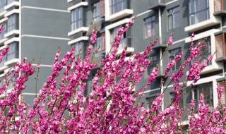 春天的植物 春天的植物作文