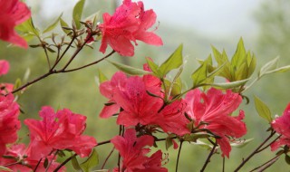 春天有哪些植物长出来（春天有哪些植物长出来的叶子）