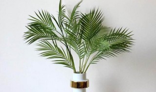 喜阴的植物有哪些品种（喜阴的植物都有哪些）