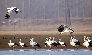 国家保护动物有哪些鸟（国家保护动物有哪些鸟类）