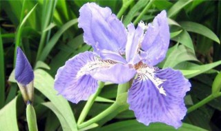 春天盛开的花朵有哪些（春天盛开的花朵有哪些?）