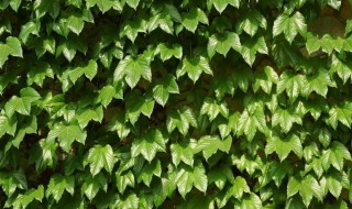 爬山虎怎么种植时间（爬山虎怎么种植时间长）