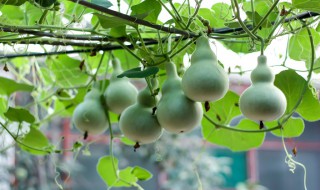 葫芦怎么种植管理 葫芦怎样种植怎样管理