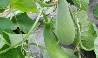 羊角蜜怎么种植 羊角蜜怎么种植才甜