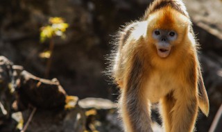 我国有哪些珍稀动物需要被保护 还有哪些珍稀动物需要保护?