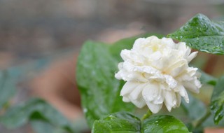 非洲茉莉如何修剪 非洲茉莉如何修剪造型