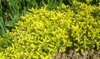 春天开放的花有哪些都是什么颜色（春天开放的花有哪些都是什么颜色的）