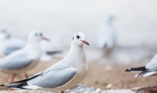 鸽子品种大全（鸽子品种大全图片名称）