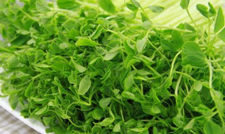 豌豆苗怎么种?（麻豌豆苗怎么种植）