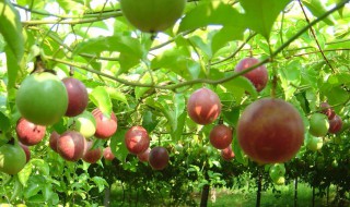百香果怎么种植技术 百香果怎么种植技术可以插技吗