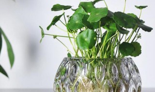 水培铜钱草怎么种 水培铜钱草怎么种了瓶子里面
