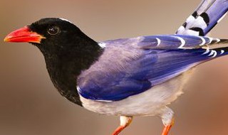 红嘴蓝鹊的预兆（红嘴蓝鹊的预兆是什么）