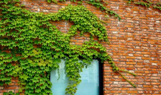 爬山虎怎么种植? 爬山虎植物怎么种植