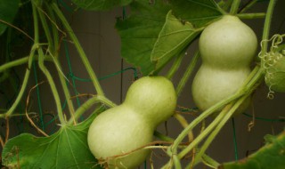 葫芦怎么种植结果多 葫芦怎样种植视频教程