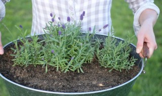 薰衣草种子怎么种 薰衣草什么季节播种