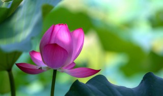 夏季是几月到几月结束 夏季是几月到几月结束的英文