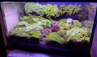 鱼缸苔藓怎么养 鱼缸 苔藓