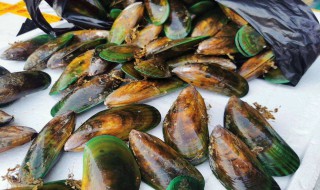 青口贝如何清洗内脏（青口贝怎么洗内脏）