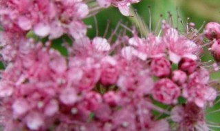 蓇葖果植物有哪些（蓇葖果植物有哪些特点）