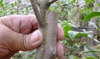 常用的嫁接方法有哪些(各种嫁接方法的优缺点)