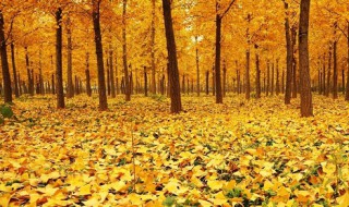 秋天的树木有哪些 春天有哪些树