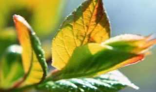 高位芽植物有哪些植物（高位芽植物举例）
