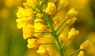 总状花序的植物有哪些(总状花序的植物有哪些品种)