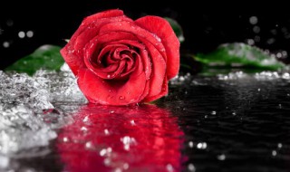 哪些花可以做干花 哪些花可以做干花不变色