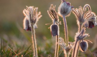 白头翁有哪些品种 白头翁有哪些品种