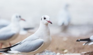鸽子汤放什么材料好（炖鸽子汤放什么材料好吃最补身体）