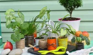 电视旁边放什么植物好养 电视旁适合放什么植物