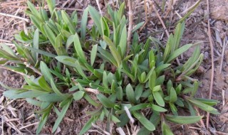 霞草有何功效与价值（霞草的功效与作用）