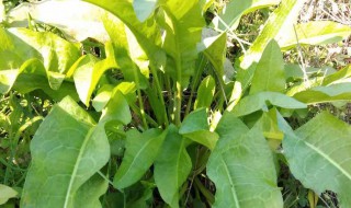 梅州特产山草药有哪些(梅州中草药土特产大全)