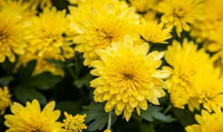 被子植物有哪些植物（被子植物都有哪些植物）