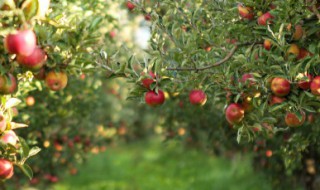 秋天成熟的瓜果有哪些有哪些（秋天成熟的都有哪些果子）