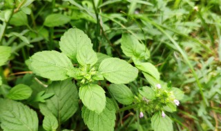 猪吃的野菜有哪些(猪爱吃的野菜)