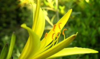 甘肃庆阳市特产有哪些 甘肃庆阳有哪些土特产