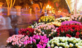 蓝色的花有哪些 鲜花图片大全