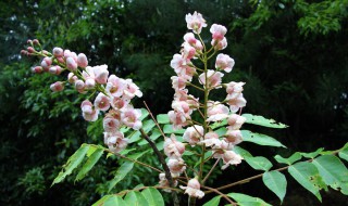 国家一级保护植物有哪些? 国家一二三级保护植物名录