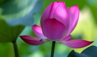 水养花期长的花卉有哪些（水养花期长的花卉有哪些品种）