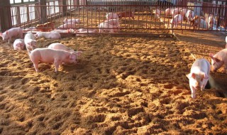 在农村创业好项目有哪些 在农村创业好项目有哪些呢