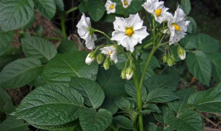 被子植物有哪些进化特征 被子植物的进化趋势是什么