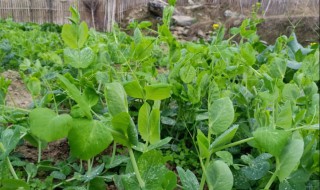 豆苗怎么种植环境 豆苗种植方法和产量