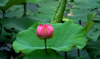 生长在水里的植物有哪些 20种沉水植物