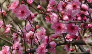 梅花精神的人有哪些（梅花精神的人有哪些和原因）