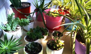 不怕晒的阳台植物有哪些 不怕晒的阳台大型植物