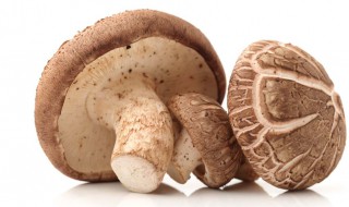 自己在家怎样种植香菇 自己家里种香菇怎么种