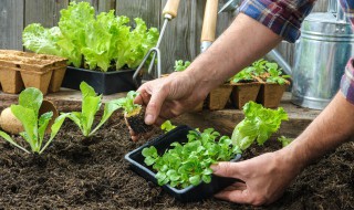种菜怎么种才好 种菜诀窍